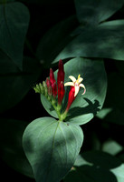 Indian Pink blossoms, Georgia Southern Botanical Garden
