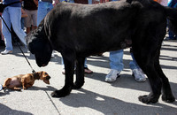 Big dog meets little dog, St. Petersburg, FL