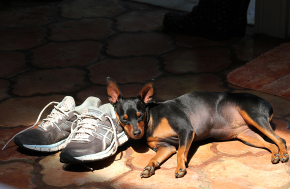 Olive the mighty Min Pin naps, Statesboro, GA