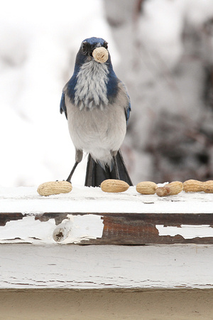 Peanut-grabbing Jay, Reno, NV