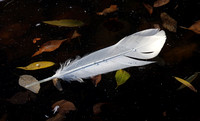 Swan feather, Manzanita Lake, University of Nevada, Reno