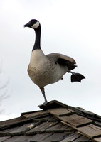Canada Goose in ballet pose, Reno, NV