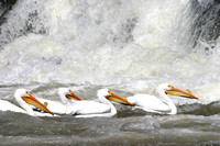 While pelicans at Pyramid Lake, NV