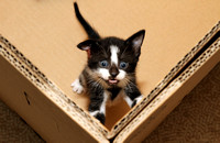 Please adopt this injured kitty, Statesboro, GA