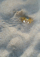 Crab dance, St. Maarten