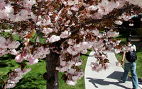 Closer view of blossoms on campus