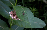 Daddy long legs, Columbus, OH