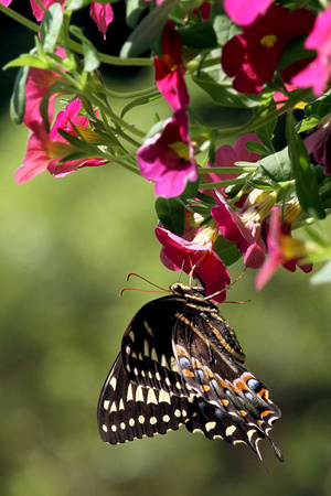 Female Swallowtail, Statesboro, GA