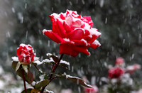 Spring snowstorm in Reno, NV