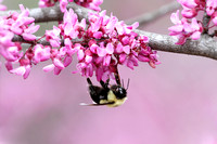 Bumblebee on redbud blossoms, Statesboro, GA