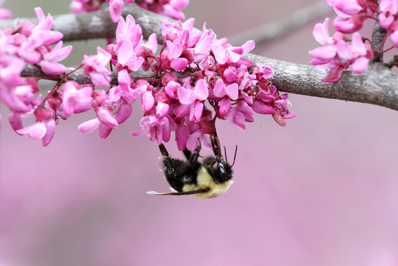 Bumblebee on redbud blossoms, Statesboro, GA