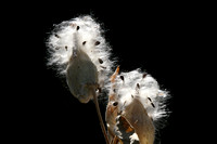 Milkweed pods on Steamboat Ditch, Reno, NV