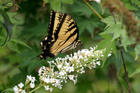 Male Swallowtail on Butterfly Bush, Statesboro, GA