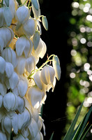 Yucca blossoms at sunrise, Statesboro, GA