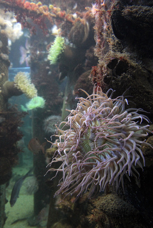 Monterey Bay Aquarium