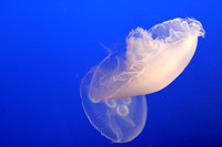 Monterey Bay Aquarium