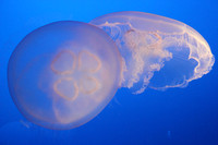 Monterey Bay Aquarium