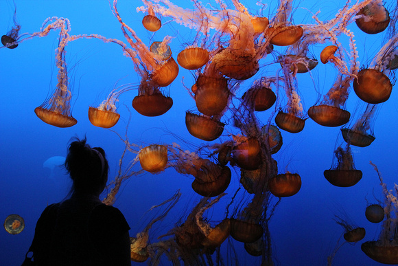 Monterey Bay Aquarium