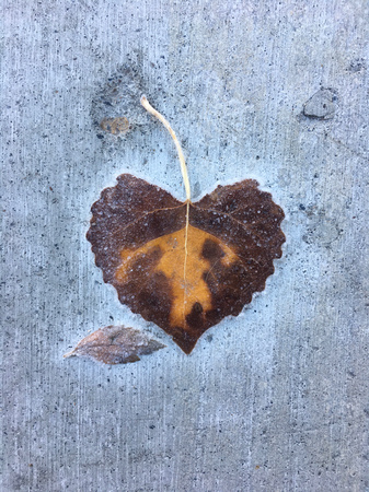 Frozen Heart